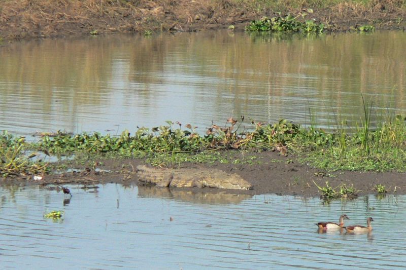 JAR 100_kr_kac.JPG - Kachny, které se vůbec nebojí vedle nich ležícího krokodýla.